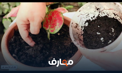 طريقة إنتاج أقوى سماد عضوى