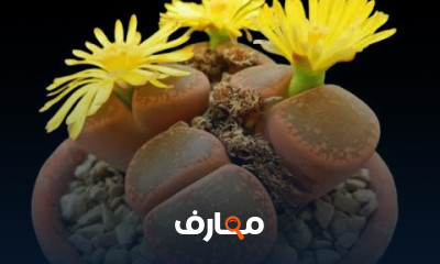 كيفية رى نبات الأحجار الحية