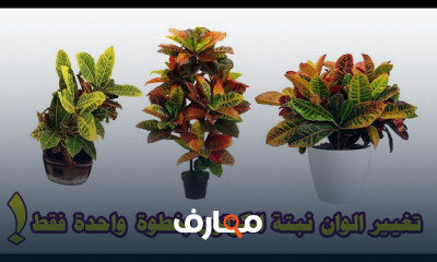 طريقة إكثار نبات الكروتون
