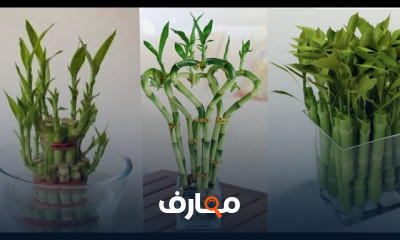 طريقة تسميد نبات البامبو