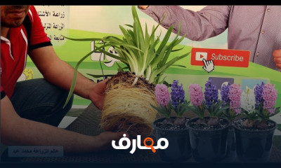 زراعة الأبصال الصيفية والشتوية