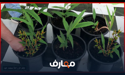 زراعة الحبهان او الهيل