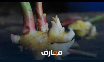 زراعة الزنجبيل في المنزل