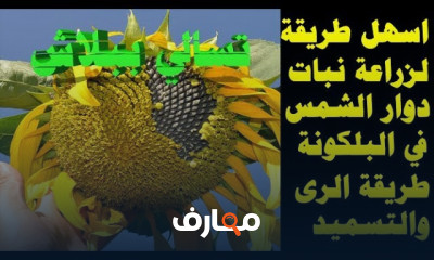 زراعة دوار الشمس في المنزل