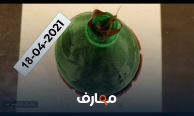 زراعة المانجو
