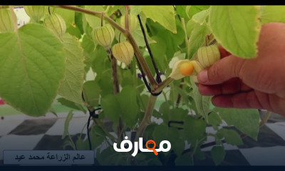 زراعة الحرنكش في المنزل