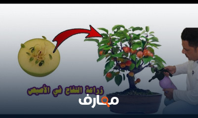 زراعة التفاح في المنزل