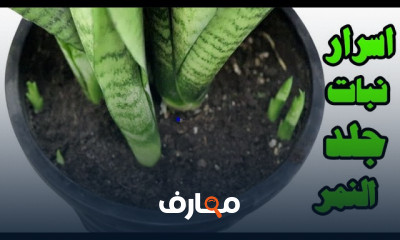 زراعة أوراق نبات السنسفيرا