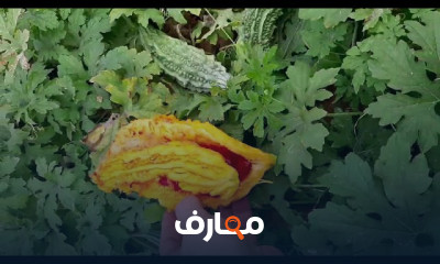 زراعة القرنفل في المنزل