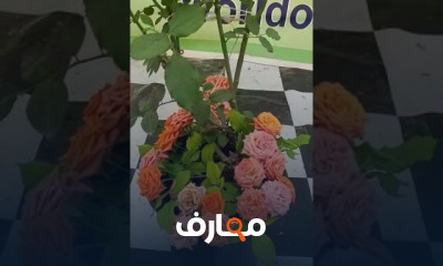 زراعة الأناناس