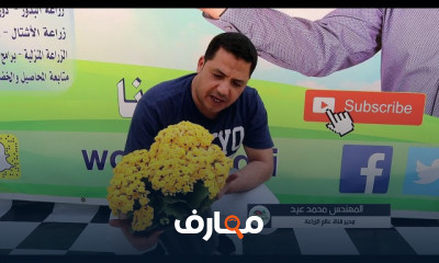 زراعة نبات الكلانشوا