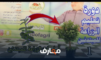 زراعة الريحان في المنزل