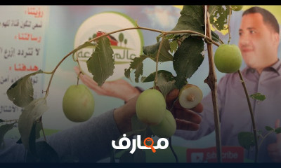 زراعة أشجار السدر