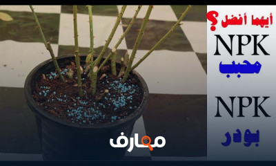 تسميد النباتات في فصل الشتاء