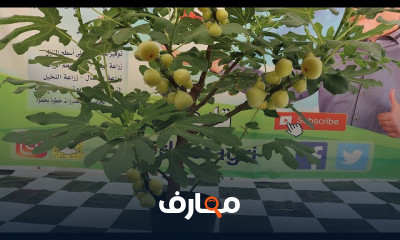 كيفية زراعة الأناناس فى المنزل