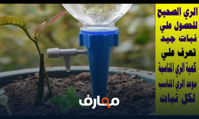 زراعة الكوسا فى المنزل