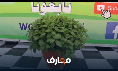 كيفية زراعة النعناع