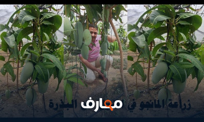 كيفية زراعة المانجو في المنزل