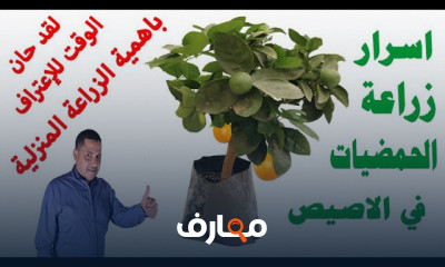 زراعة بذور الليمون