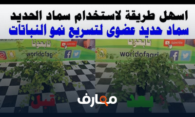 تسميد النعناع في المنزل