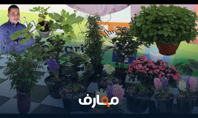 زراعة البازلاء في المنزل