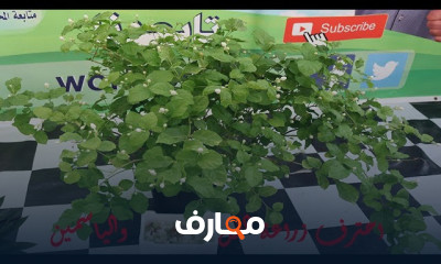 زراعة الفل والياسمين