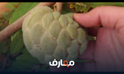 زراعة القشطة فى المنزل