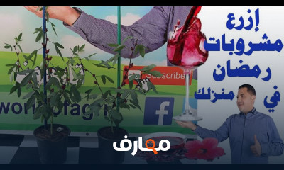 زراعة الكركدية في المنزل