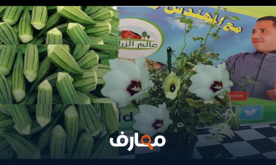 زراعة البامية فى المنزل