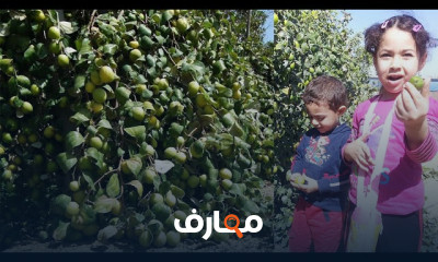 زراعة أشجار السدر التفاحى