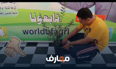 كيفية زراعة الزيتون