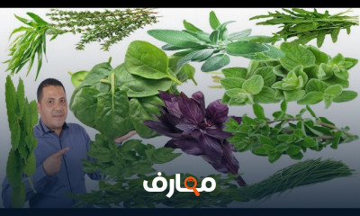 زراعة البقدونس والجرجير والشبت