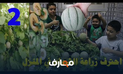 زراعة الشمام