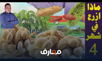 زراعة الفول السوداني