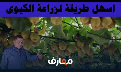 زراعة الكيوي