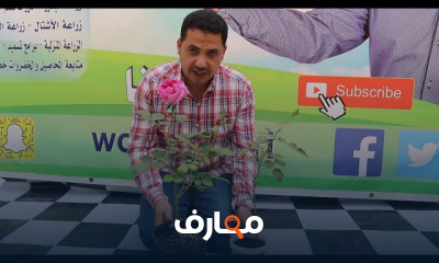 طريقة زراعة الورد الجوري