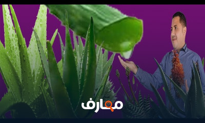 زراعة صبار الاولفيرا