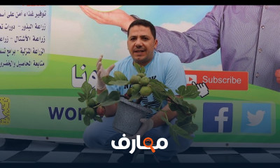 زراعة العنب