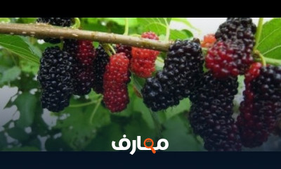 زراعة التوت