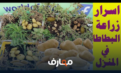 طريقة زراعة البطاطس