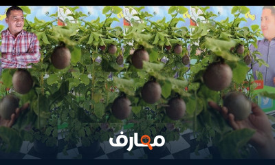زراعة الباشن فروت