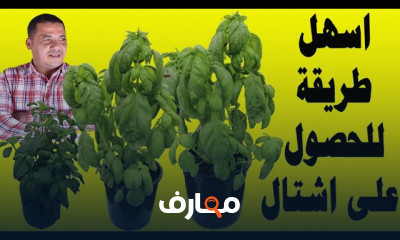 طريقة زراعة الريحان