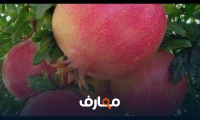 زراعة الرمان من البذرة