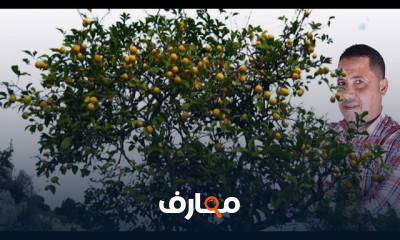 زراعة الليمون من البذرة