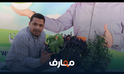 كيفية زراعة الريحان