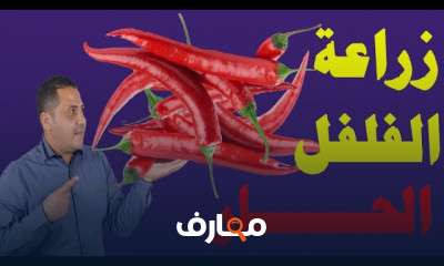 زراعة الفلفل الحار