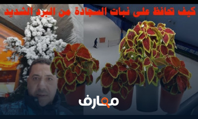 زراعة نبات السجادة