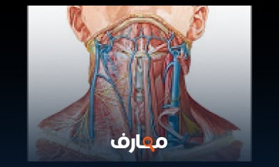 كورس - دورة تدريبية لتعليم  head and neck ( applied and surface anatomy)