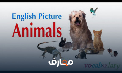 English Vocabulary Words