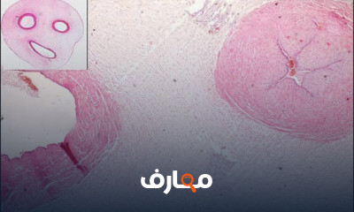 هستولوجى مستوى أول صيدلة اكلينيكية